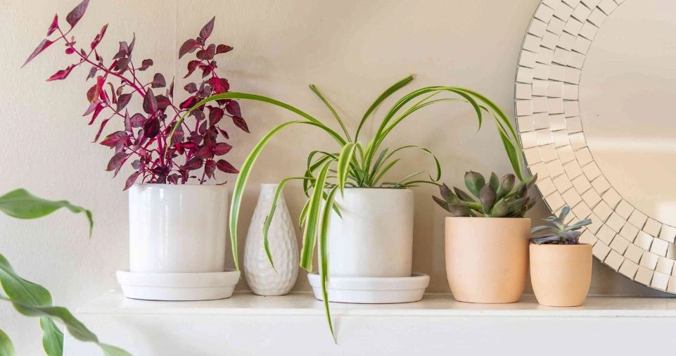 Maintenance Tips for Indoor Plants