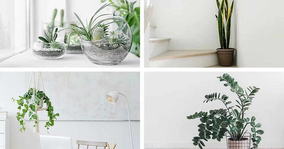 Innovative Plant Decor Trends